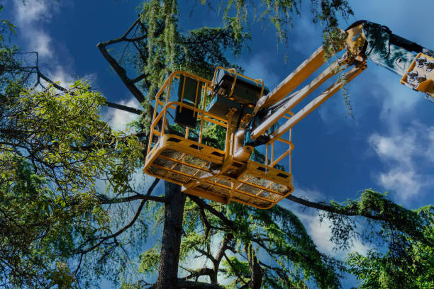 How Our Tree Care Process Works  in  Seffner, FL