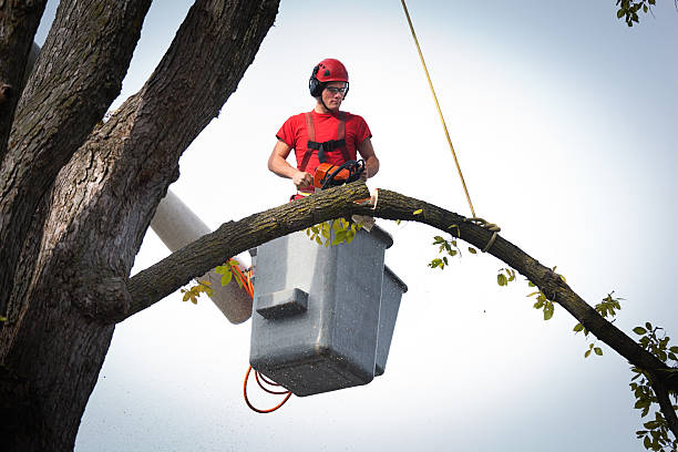 Reliable Seffner, FL Tree Services Solutions